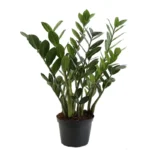 Замиокулькас горшечный